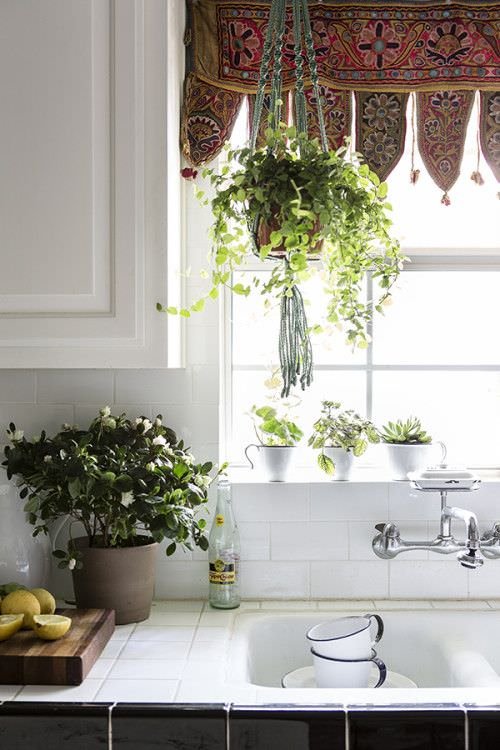 Pictures of Houseplants on Kitchen Windowsill 13
