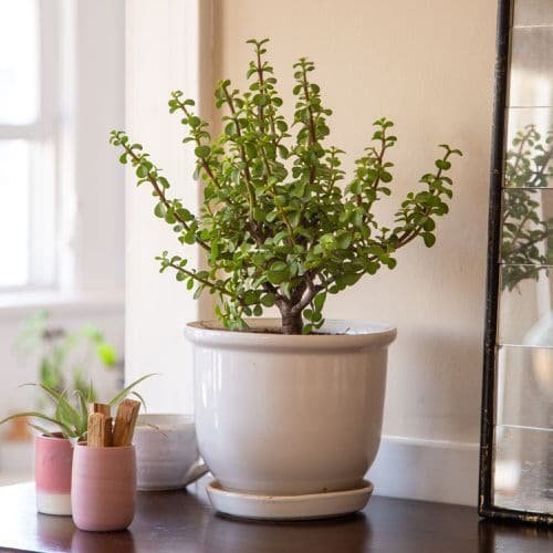 Houseplants You Can Borrow From Friends and Grow Free 5
