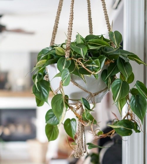 Lesser-Known Indoor Plants for Hanging Baskets 5