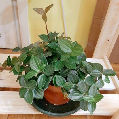 11 Australian Houseplants | Indoor Plants that are Native to Australia