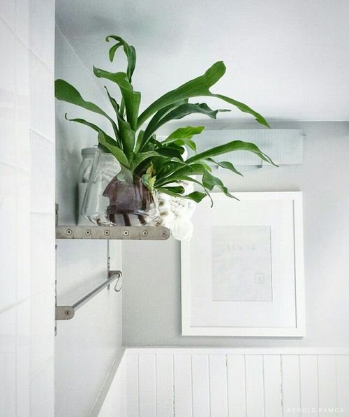 Pictures of Ferns in Bathroom 5
