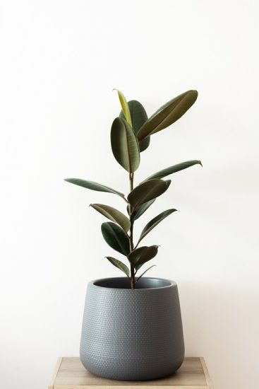 16 Types of Rubber Plants | Best Ficus Elastica Varieties