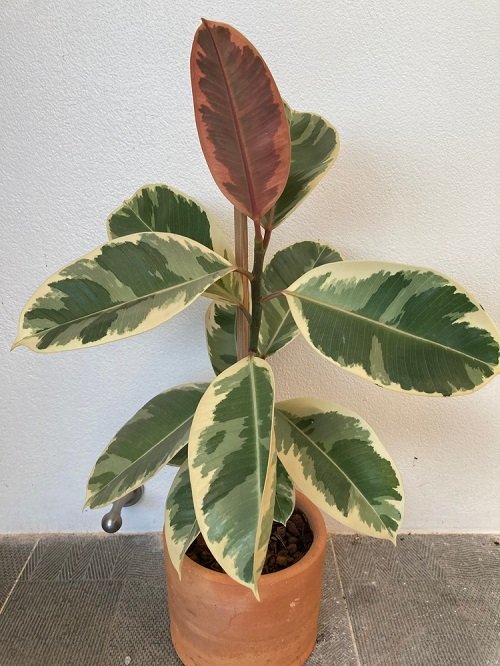 Types of Rubber Plants-Variegated Rubber Plant