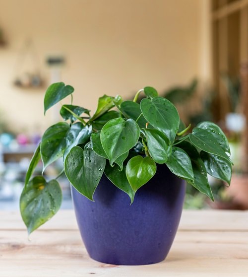 Heartleaf Philodendron Houseplants for Where Sun Doesn't Shine