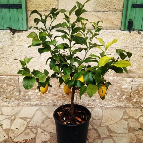 Masterful Tips for Growing Lemon Tree in a Pot 8