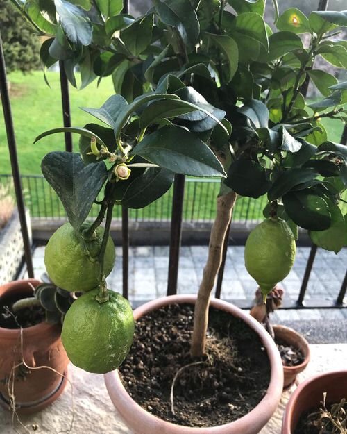 Masterful Tips for Growing Lemon Tree in a Pot 10