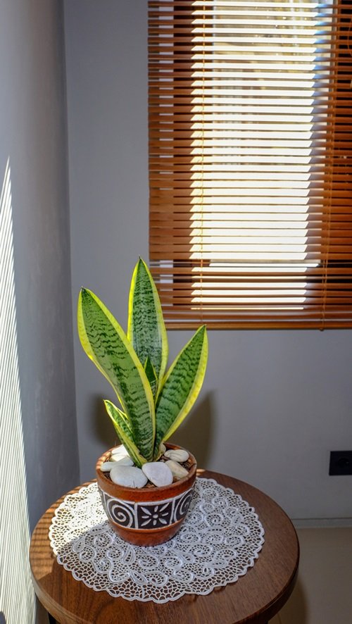 Snake Plant ceramic pot on table indoor