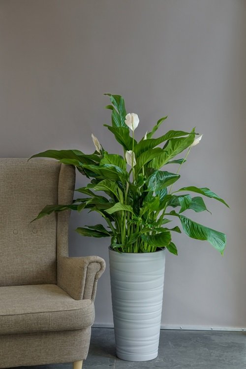 Peace Lily plant pot near sofa in living room