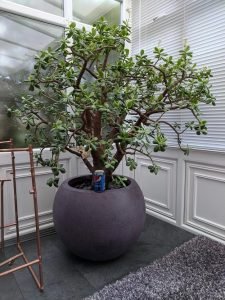 How to Get a Big and Bushy Jade Plant | Jade Plant Growing Tips