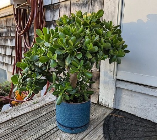 How to Get a Big and Bushy Jade Plant