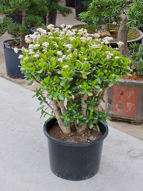 How to Get a Big and Bushy Jade Plant 3