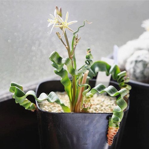 Pictures of the Best Small Houseplants 55