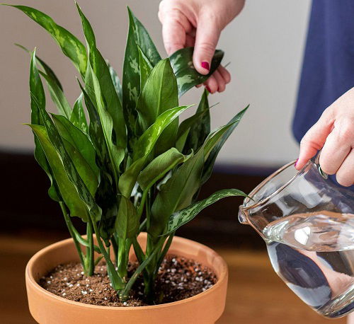 white vinegar for houseplants