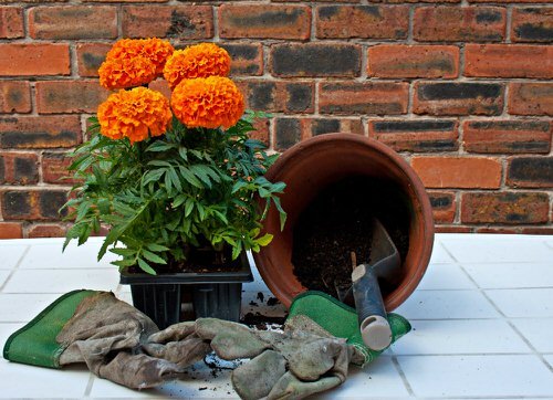 Reasons Why Marigold is Good for Your Garden