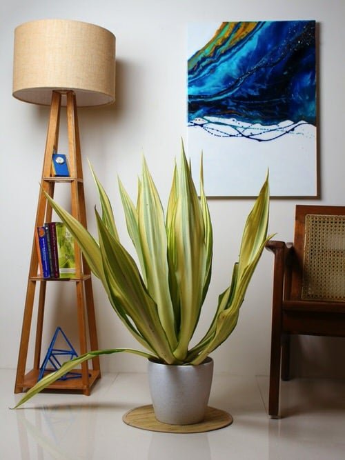 Plants that Look Like Snake Plant