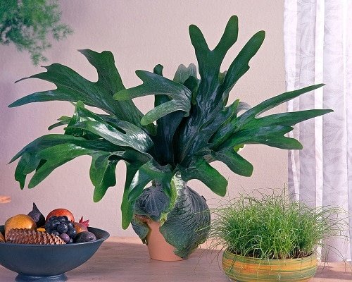 Best Epiphytic Ferns That Grow As Indoor Plants