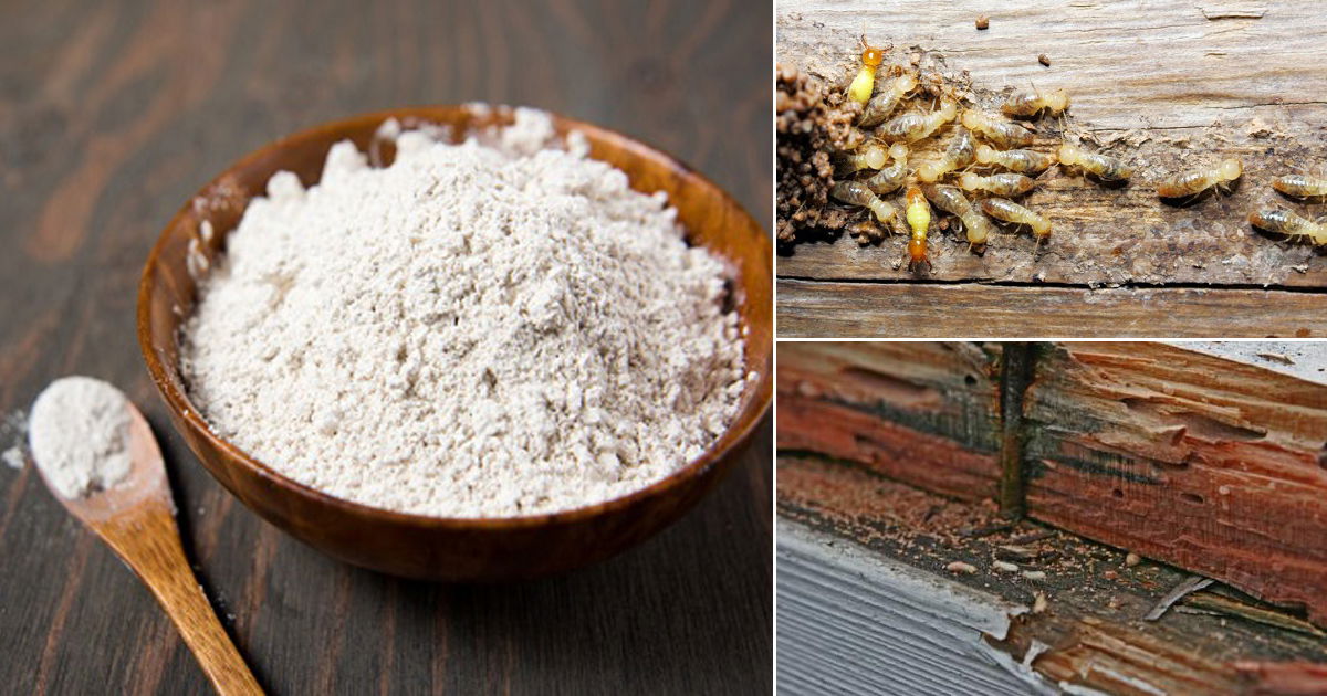 How To Get Rid Of Termites Home Remedies To Prevent Termites