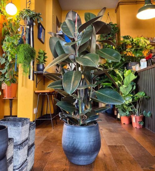 12 Tall Houseplants that Look-Like Fiddle Leaf Fig | Balcony Garden Web