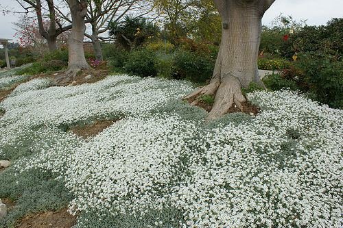 Flowering Ground Cover 43
