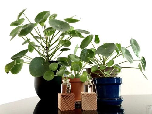 Indoor Plant Propagation Station Ideas 55