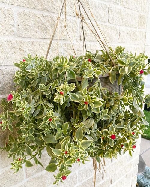 Beautiful Golden Plants for Hanging Baskets 11