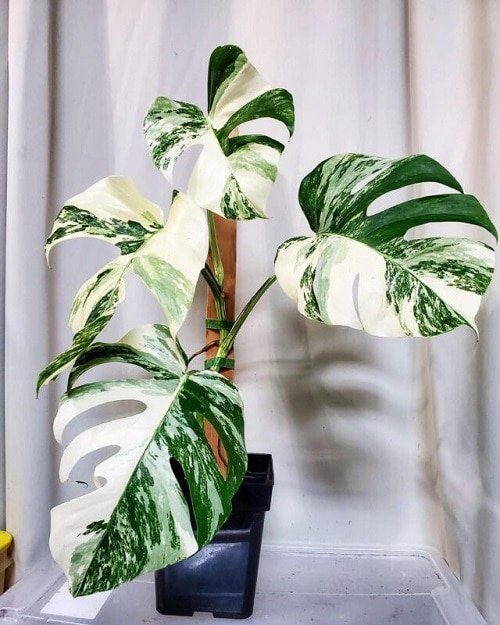 Indoor Plants with White Striped Leaves 7
