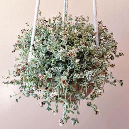 Best Hanging Succulents 6