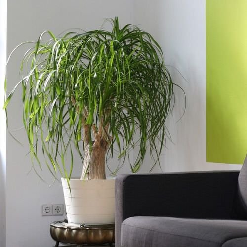 Low Maintenance Indoor Plant-ponytail palm
