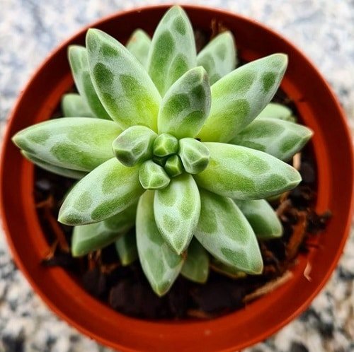 Succulents that Don't Need Water Before a Month 6