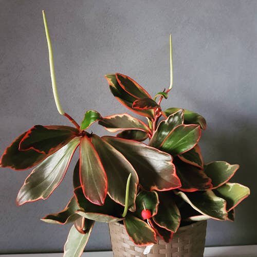 Houseplants with Red and Green Leaves 7