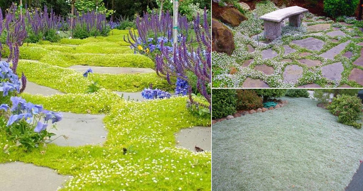 21 Best Walkable Ground Covers