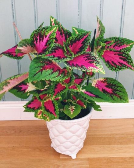 22 Pretty Houseplants with Red and Green Leaves | Balcony Garden Web