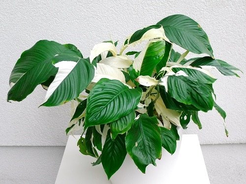 Indoor Plants with White Striped Leaves 9