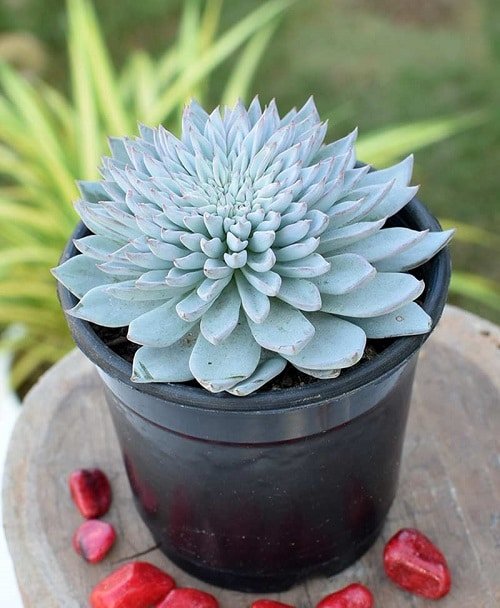 Best Blue Succulents 8