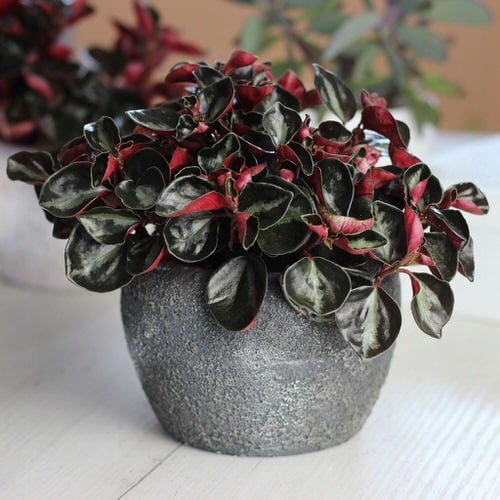 Houseplants with Red and Green Leaves 9