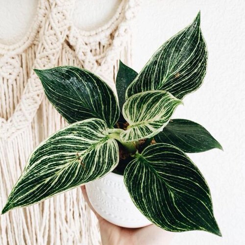 Indoor Plants with White Striped Leaves