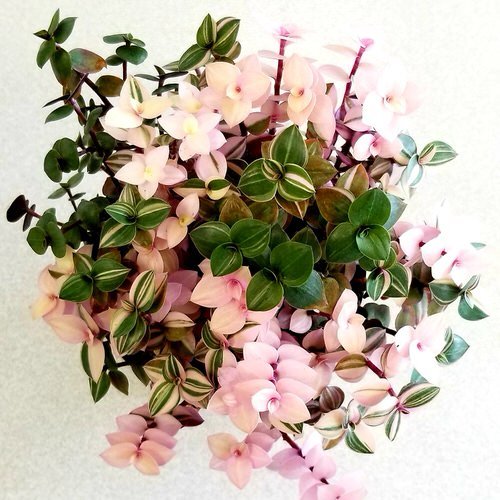 Different Types of Callisia Species You Can Grow