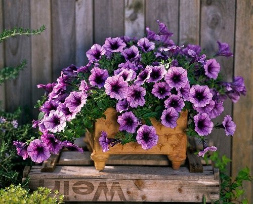 Best Flowers for Full Sun in box