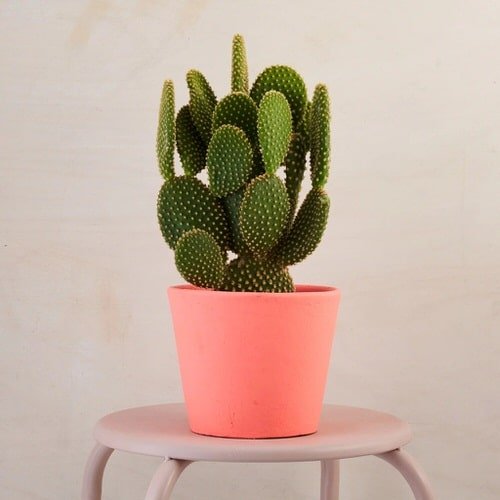 Low Maintenance Indoor Plant-Bunny Ear Cactus
