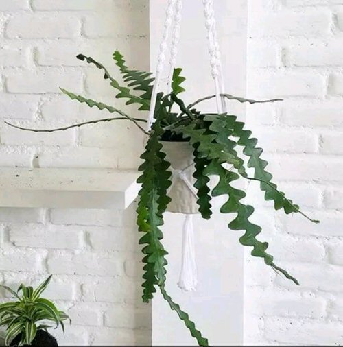 Best Hanging Succulents 13