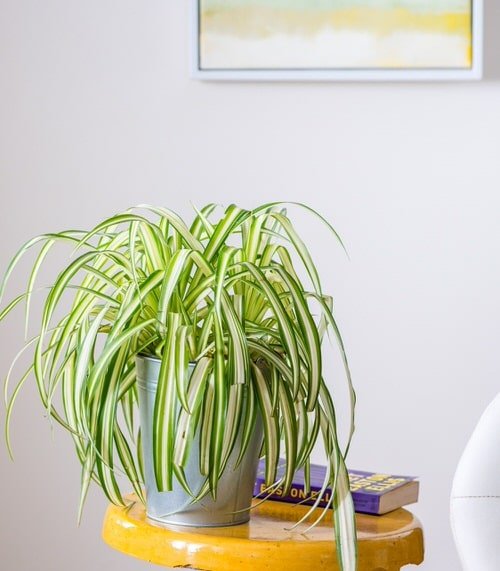 Indoor Plants with White Striped Leaves 2