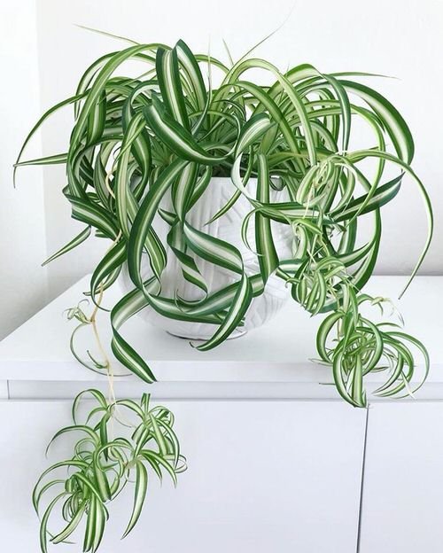 Curly Spider Plant Care 2