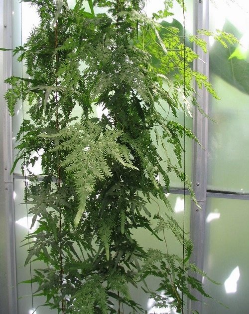 Indoor Ferns that Climb 2