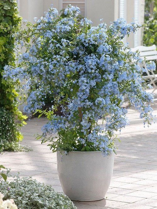 Best Flowers for Full Sun in pot