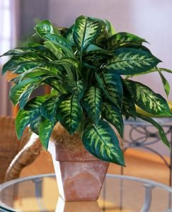 10 Easy-Peasy Houseplants (Growing Them is a Cinch!)