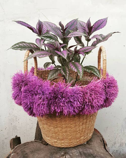 Gorgeous Purple Houseplants 9