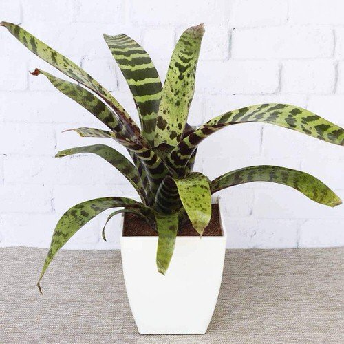 Plants that Look Like Snake Plant 2