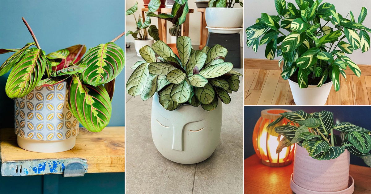 30 Beautiful Pictures of Maranta Houseplant on Instagram