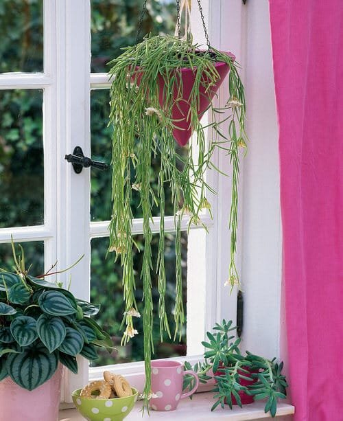 Best Hanging Succulents 15
