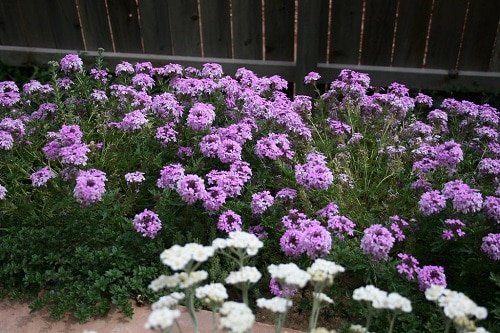 Flowering Ground Cover 31